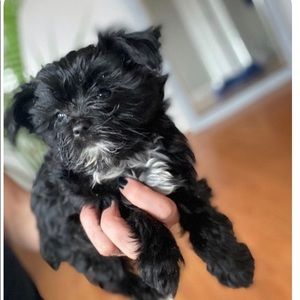 Meet your Posher, Muriel